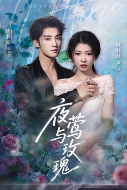 夜莺与玫瑰_枫叶短剧聚合网
