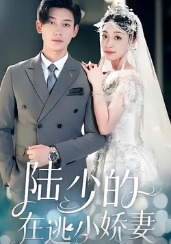 陆少的在逃小娇妻