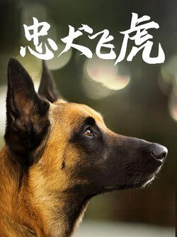 忠犬飞虎_枫叶短剧聚合网