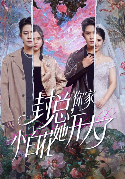 封总，你家小白花她开大了